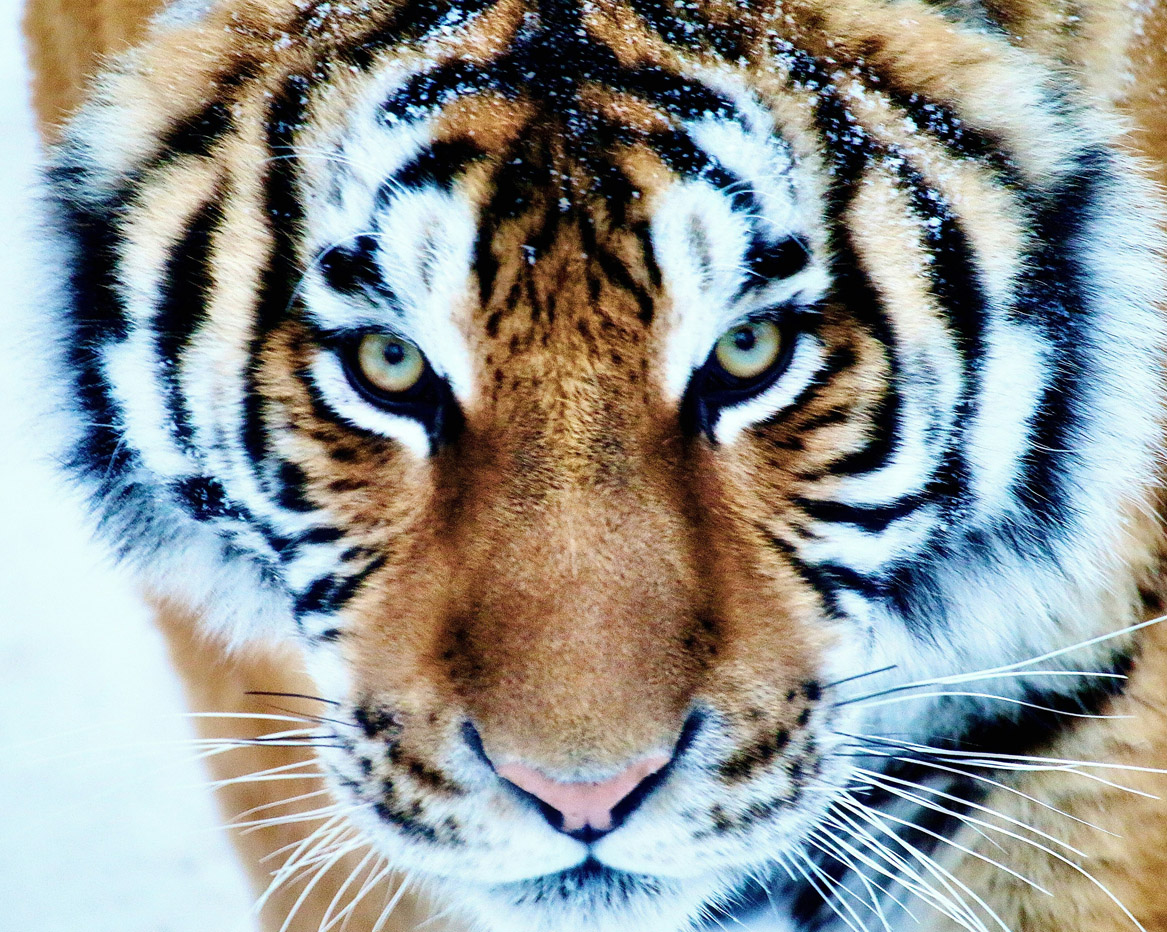 Tijger, close up